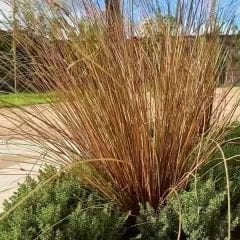 Kareks - Çikolata Kareksi - Carex Comans Milk Chocolate