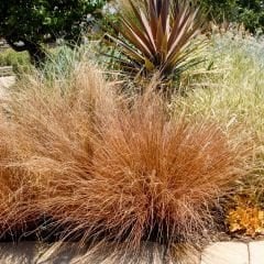 Kareks - Çikolata Kareksi - Carex Comans Milk Chocolate