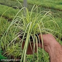 Kareks - Carex Oshimensis - Evergold