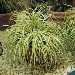 Kareks - Carex Oshimensis - Evergold