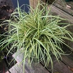 Kareks - Carex Oshimensis - Evergold