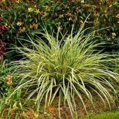 Kareks - Carex Oshimensis - Evergold
