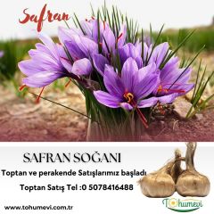Safran Soğanı 500 gram - Crocus Sativus
