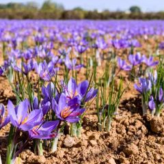 Safran Soğanı 500 gram - Crocus Sativus