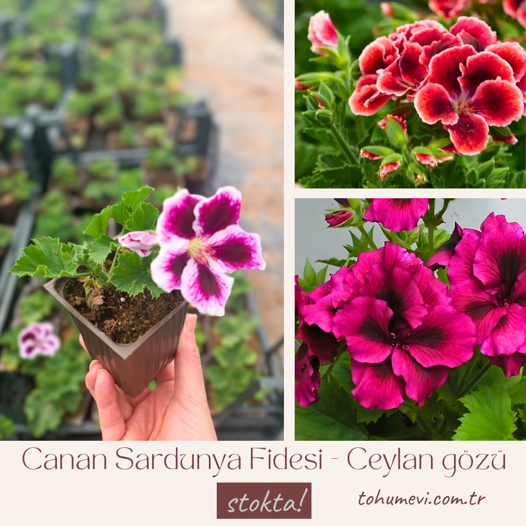 Canan Sardunya Fidesi – Ceylan Gözü Sardunya 5x5 Pot
