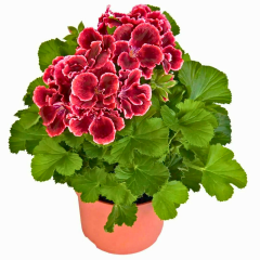 Canan Sardunya Fidesi – Ceylan Gözü Sardunya 5x5 Pot