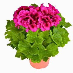 Canan Sardunya Fidesi – Ceylan Gözü Sardunya 5x5 Pot