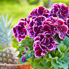 Canan Sardunya Fidesi – Ceylan Gözü Sardunya 5x5 Pot