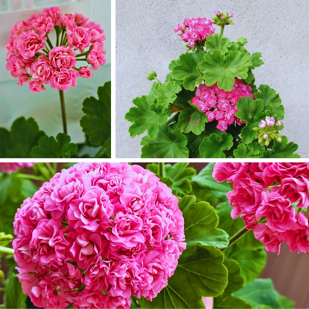 Gül Sardunya Fuşya - Pelargonium Australian Pink Rosebud 12 cm saksıda