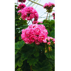 Gül Sardunya Fuşya - Pelargonium Australian Pink Rosebud 12 cm saksıda