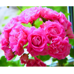 Gül Sardunya Fuşya - Pelargonium Australian Pink Rosebud 12 cm saksıda