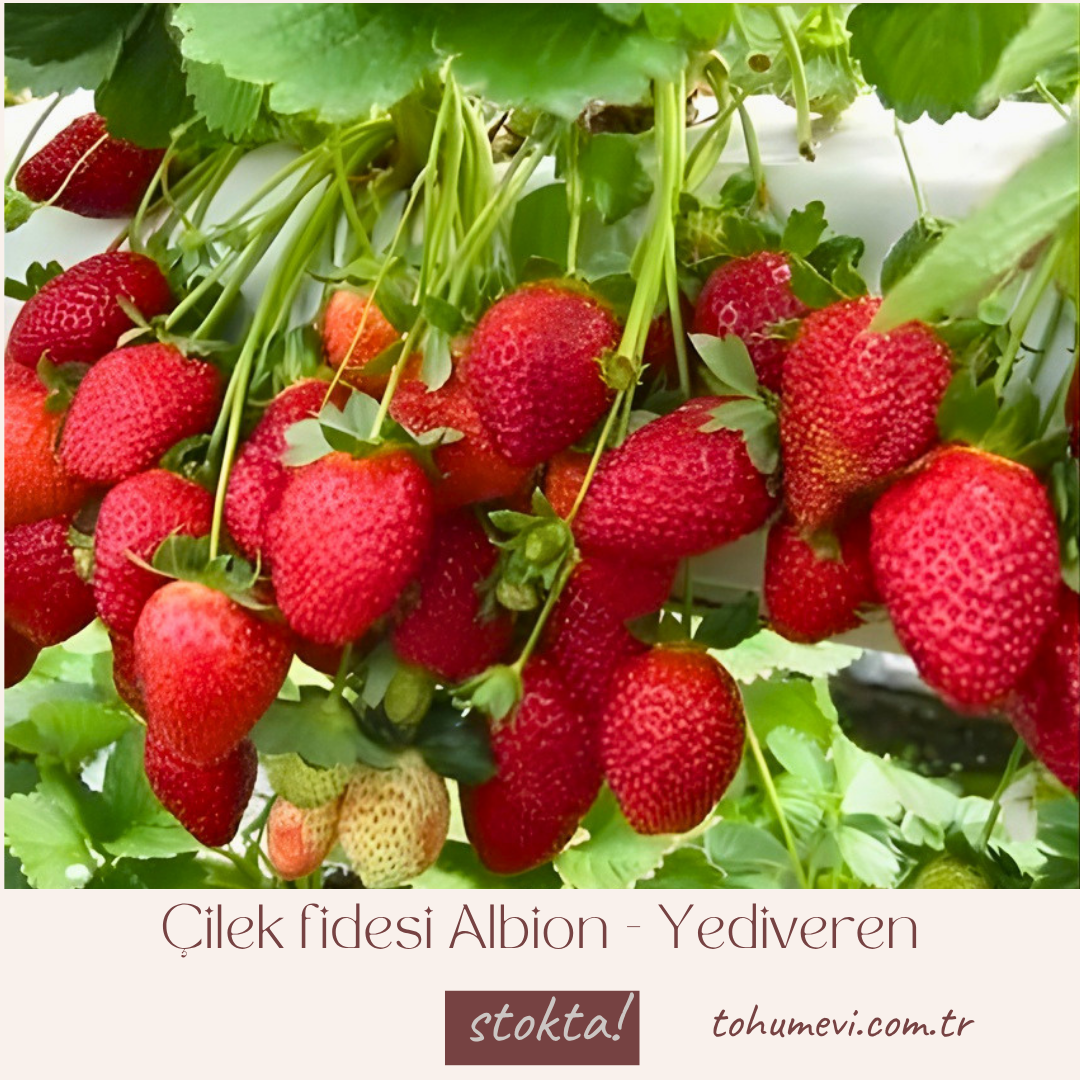 Çilek fidesi Albion - Yediveren (1 kasa- 48 adet)