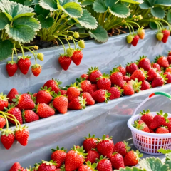 Çilek fidesi Albion - Yediveren (1 kasa- 48 adet)