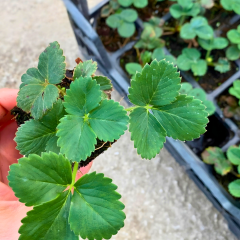 Çilek fidesi Albion - Yediveren