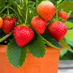 Çilek fidesi Albion - Yediveren