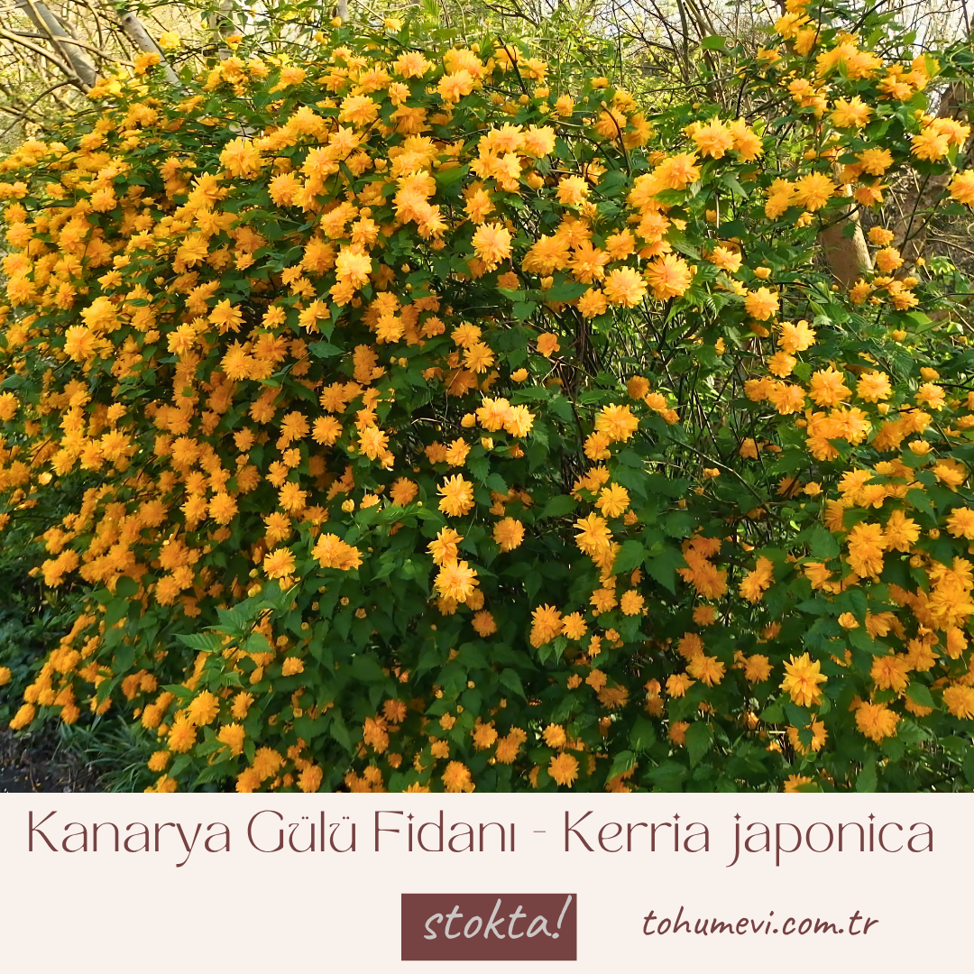 Kanarya Gülü Fidanı - Kerria japonica (80-100 cm)