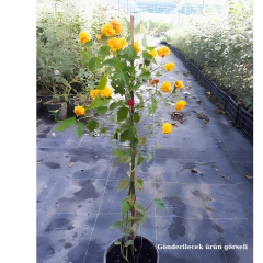 Kanarya Gülü Fidanı - Kerria japonica (80-100 cm)