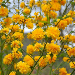 Kanarya Gülü Fidanı - Kerria japonica (80-100 cm)