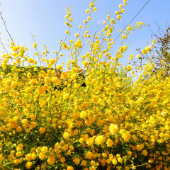 Kanarya Gülü Fidanı - Kerria japonica (80-100 cm)