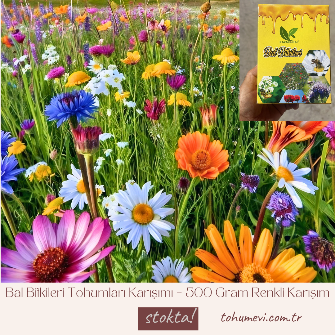 Bal Bitkileri Tohumları Karışımı – 500 Gram Renkli Karışım