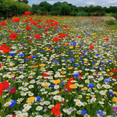Bal Bitkileri Tohumları Karışımı – 500 Gram Renkli Karışım