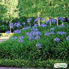 Afrika Zambağı - Agapanthus Africanus Dr Brouwer - Mavi