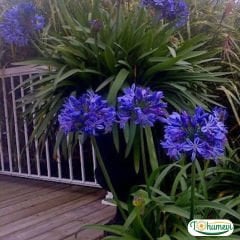 Afrika zambağı - Blue Triumphator Mavi Agapanthus Soğanı