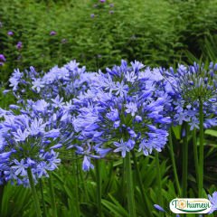 Afrika zambağı - Blue Triumphator Mavi Agapanthus Soğanı