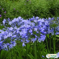 Afrika Zambağı - Agapanthus Africanus Dr Brouwer - Mavi