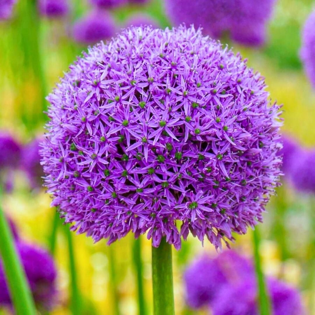 Allium Gladiatör Mor – Yumru - Ampul - Kök