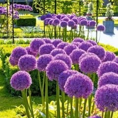 Allium Gladiatör Mor – Yumru - Ampul - Kök