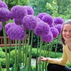 Allium Gladiatör Mor – Yumru - Ampul - Kök
