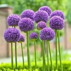 Allium Gladiatör Mor – Yumru - Ampul - Kök