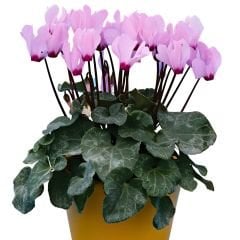 Sıklamen Çiçeği Soğanı İthal - Cyclamen Cilicium