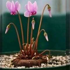 Sıklamen Çiçeği Soğanı İthal - Cyclamen Cilicium
