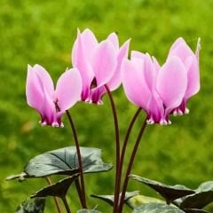 Sıklamen Çiçeği Soğanı İthal - Cyclamen Cilicium