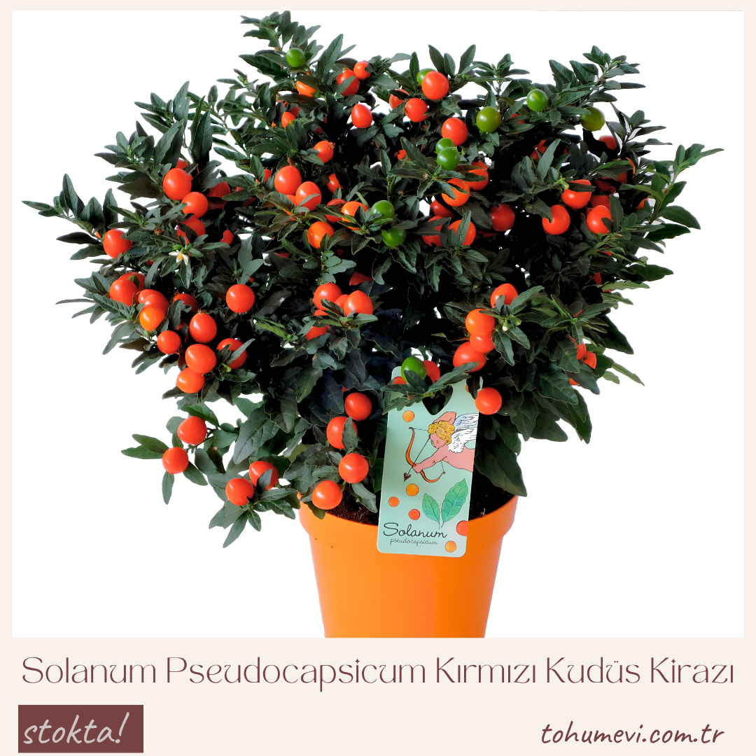 Solanum Pseudocapsicum Kırmızı Kudüs Kirazı 14 cm Saksıda