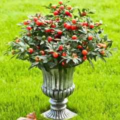 Solanum Pseudocapsicum Kırmızı Kudüs Kirazı 14 cm Saksıda