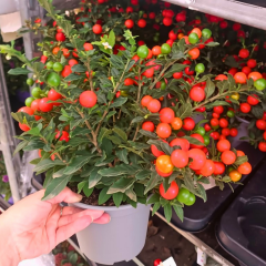 Solanum Pseudocapsicum Kırmızı Kudüs Kirazı 14 cm Saksıda