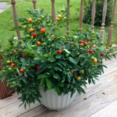 Solanum Pseudocapsicum Kırmızı Kudüs Kirazı 14 cm Saksıda