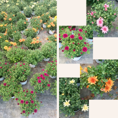 KASIMPATI ÇİÇEĞİ  - CHRYSANTHEMUM ( 1 kasa - Q15 Saksıda 15 adet )