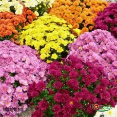 KASIMPATI ÇİÇEĞİ  - CHRYSANTHEMUM ( 1 kasa - Q15 Saksıda 15 adet )