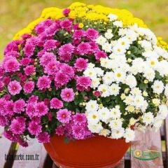 KASIMPATI ÇİÇEĞİ  - CHRYSANTHEMUM ( 1 kasa - Q15 Saksıda 15 adet )