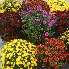 KASIMPATI ÇİÇEĞİ  - CHRYSANTHEMUM ( 1 kasa - Q15 Saksıda 15 adet )