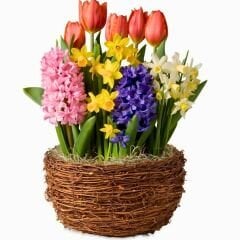 Oryantal Paket - Soğanlı Mix ( Lale - Sümbül - Nergis - Çiğdem )