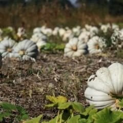 Dev Balkabağı Tohumu - Beyaz