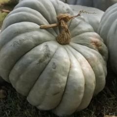 Dev Balkabağı Tohumu - Beyaz