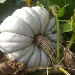 Dev Balkabağı Tohumu - Beyaz