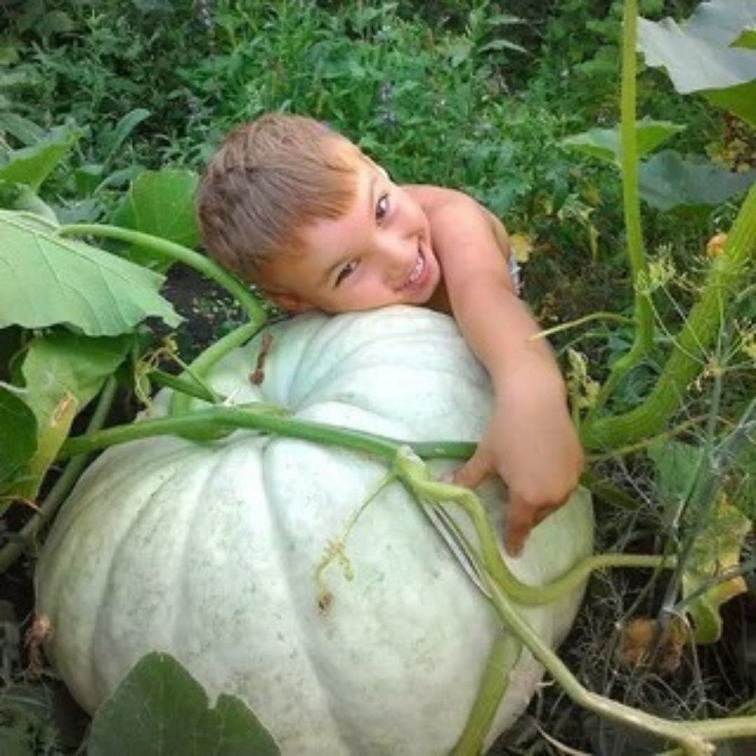 Dev Balkabağı Tohumu - Beyaz