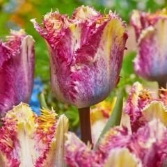 Colour Fusion Lale Soğanı Mor Sarı – Renk Füzyonu